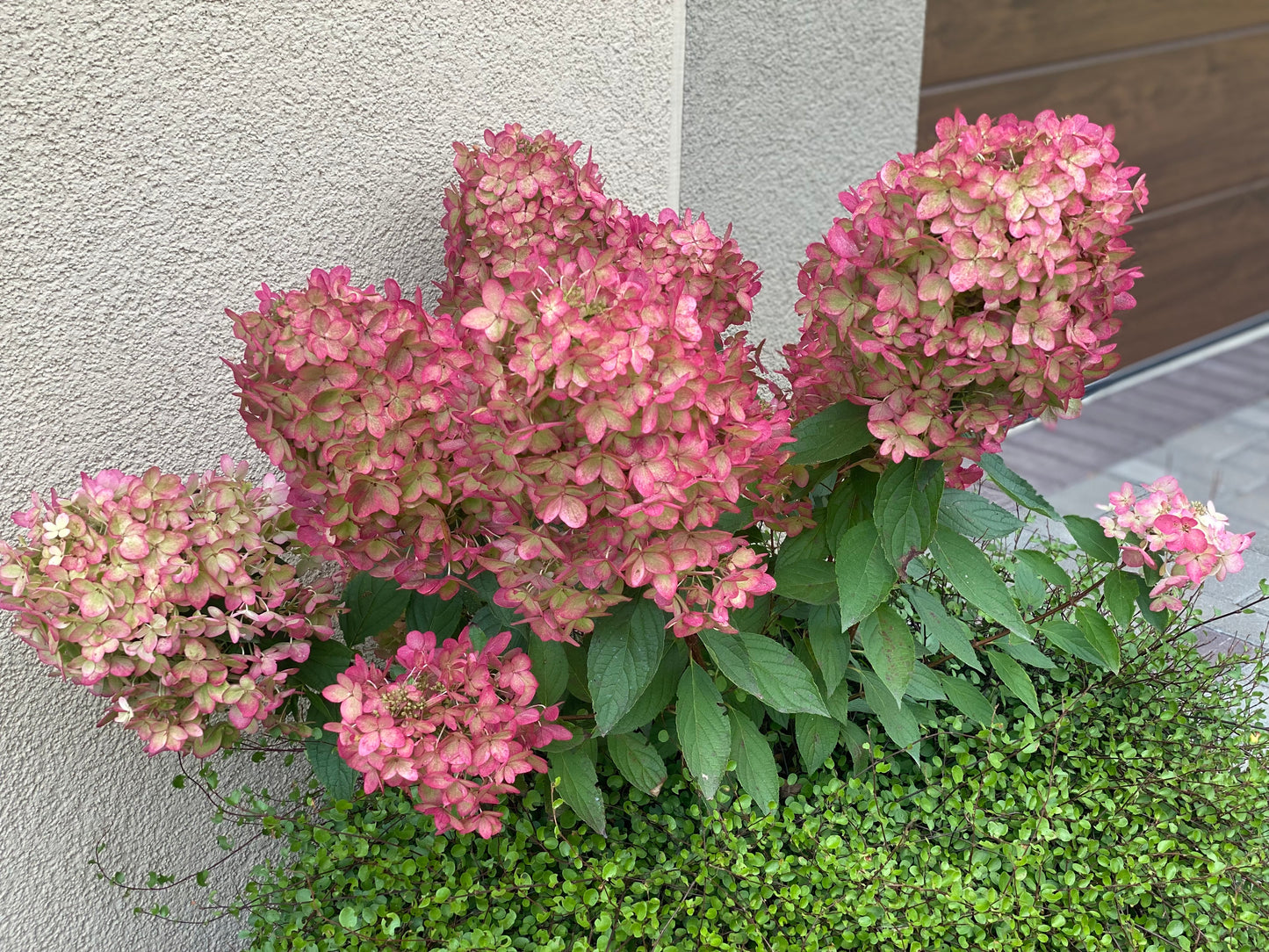 Hortenzija šluotelinė (Hydrangea paniculata) 'Metallica'