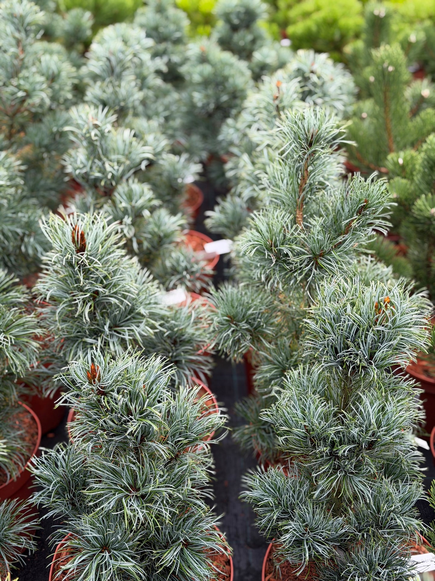 Pušis smulkiažiedė (Pinus parviflora) 'Bonnie Bergman's'
