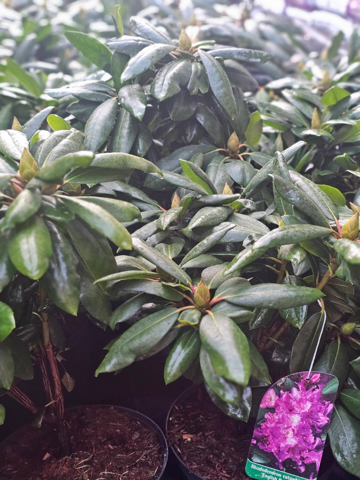 Rododendras (Rhododendron) 'English Roseum'