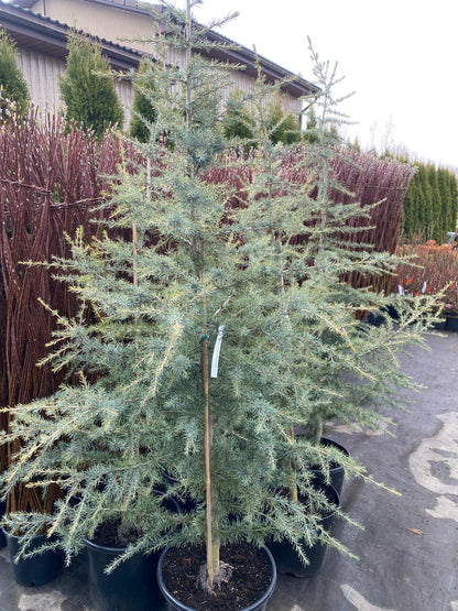 Kedras himalajinis (Cedrus deodara) 'Karl Fuchs'