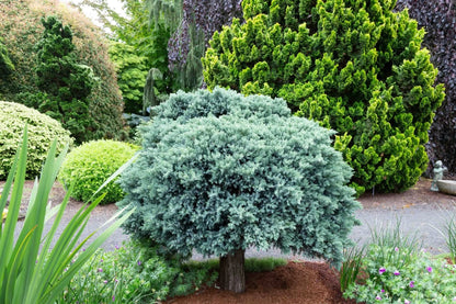 Kadagys žvynuotasis (Juniperus squamata) 'Blue Star' Pa