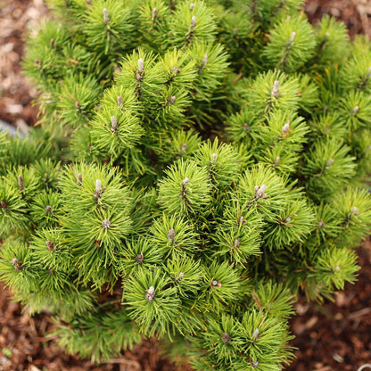 Pušis kalninė (Pinus mugo) 'Sunshine'