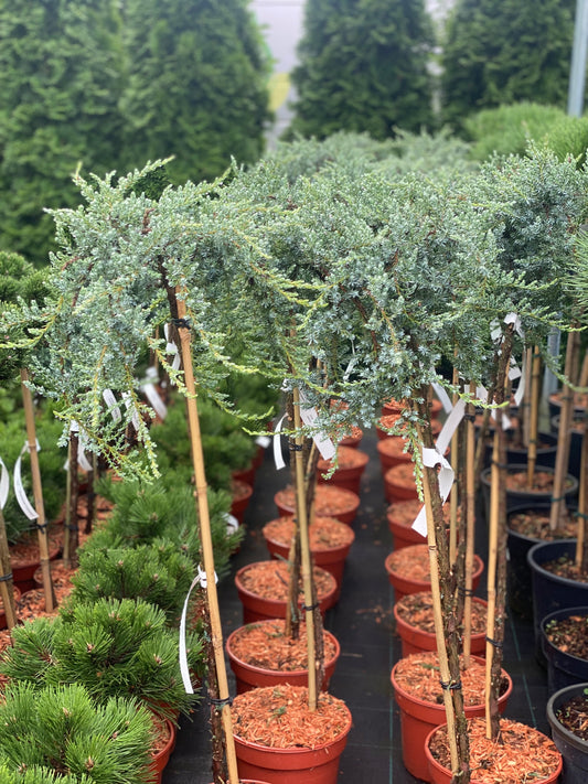 Kadagys paprastasis (Juniperus communis) 'Sibirica' Pa