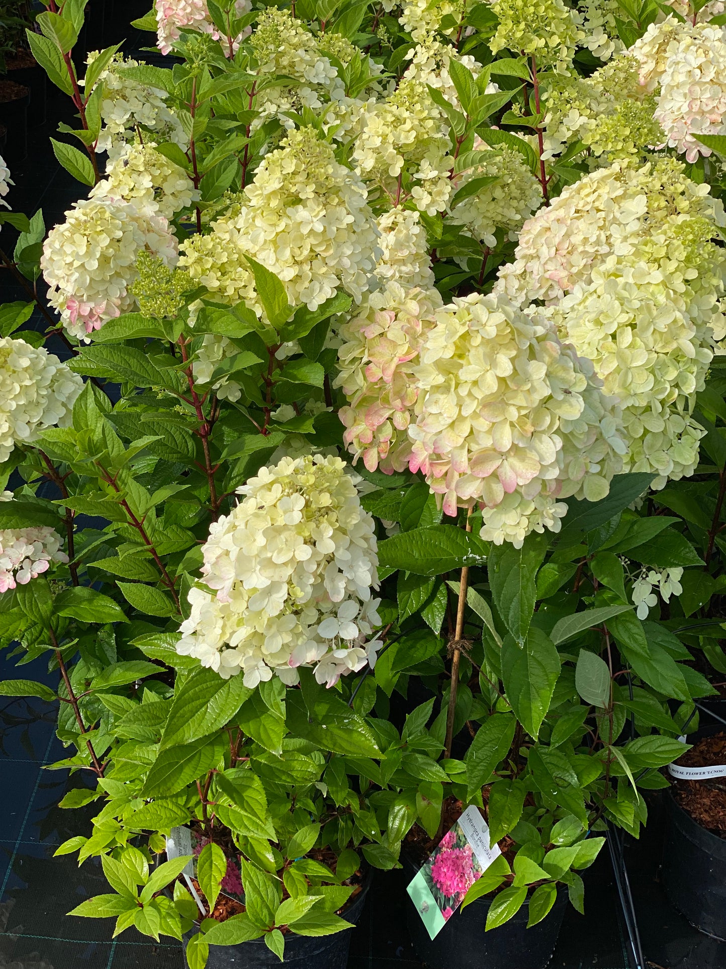 Hortenzija šluotelinė (Hydrangea paniculata) 'Bonfire'