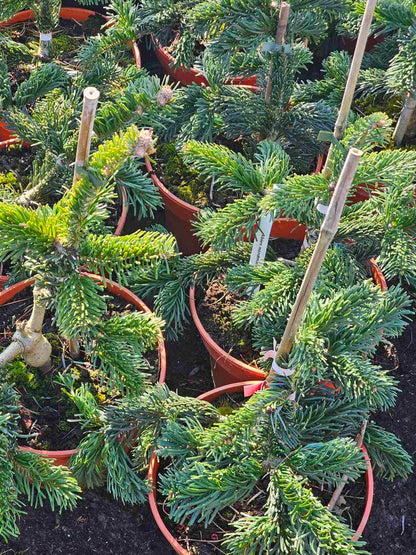 Kėnis kaukazinis (Abies nordmanniana) 'Robusta'