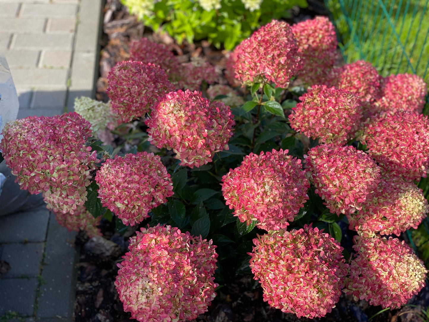 Hortenzija šluotelinė (Hydrangea paniculata) Living 'Little Love'