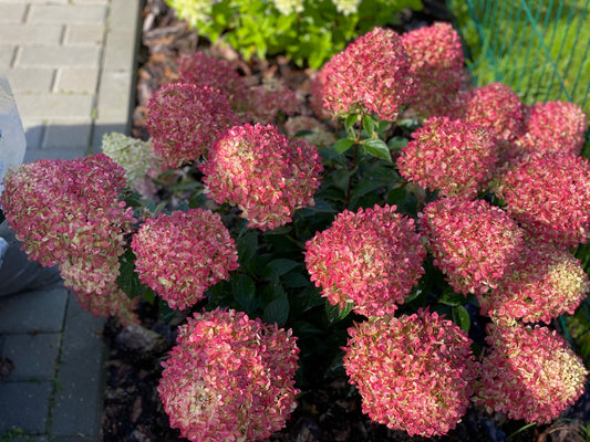 Hortenzija šluotelinė (Hydrangea paniculata) Living 'Little Love'