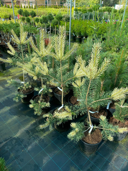 Pušis paprastoji (Pinus sylvestris) 'Argentea'