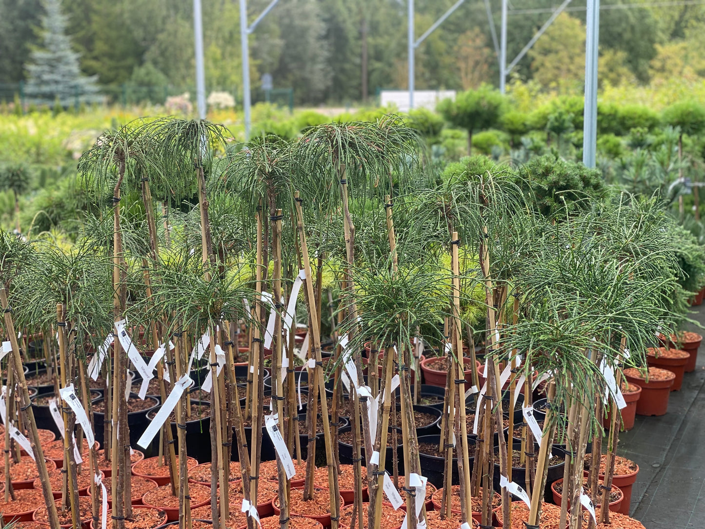 Tuja didžioji (Thuja plicata) 'Whipcord' Pa
