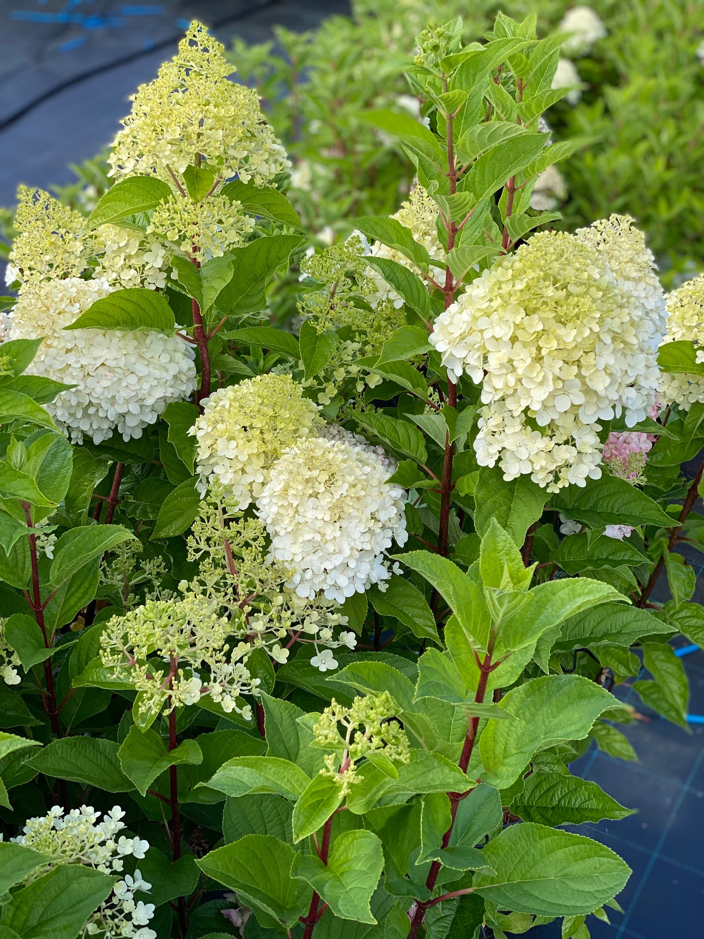 Hortenzija šluotelinė (Hydrangea paniculata) Living 'Pink & Rose'