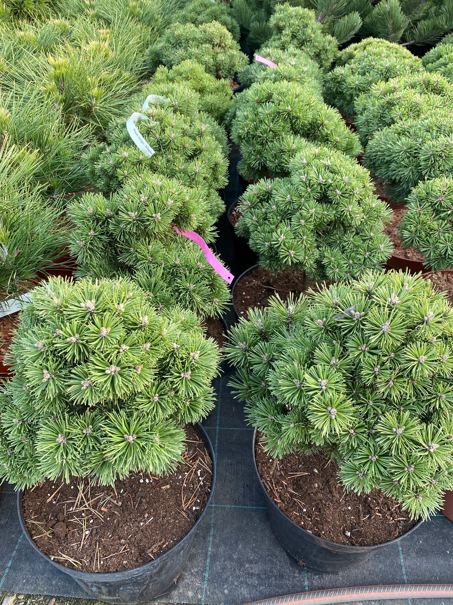 Pušis kalninė (Pinus mugo) 'Allgau’