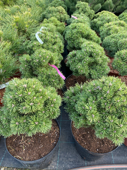 Pušis kalninė (Pinus mugo) 'Allgau’