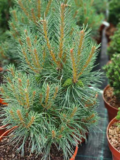Pušis paprastoji (Pinus sylvestris) 'Chantry Blue'