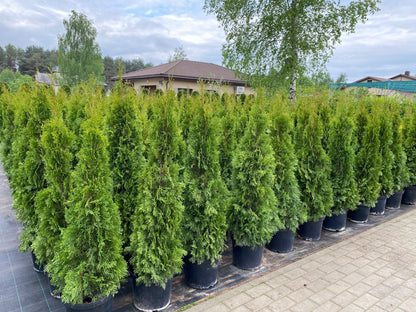 Tuja vakarinė (Thuja occidentalis) 'Smaragd'