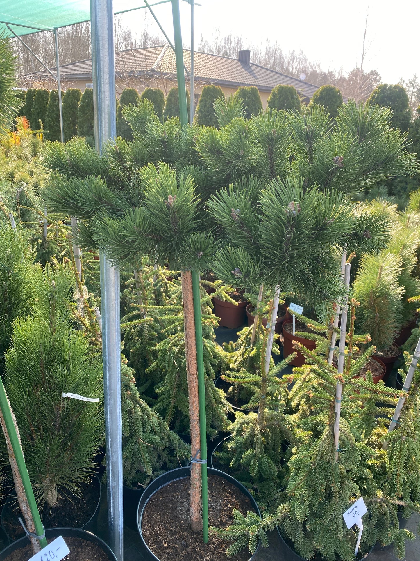 Pušis paprastoji (Pinus sylvestris) 'Albyns' Pa