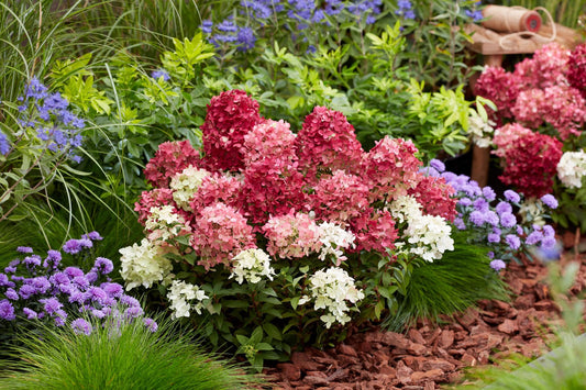 Hortenzija šluotelinė (Hydrangea paniculata) Groundbreaker 'Ruby'