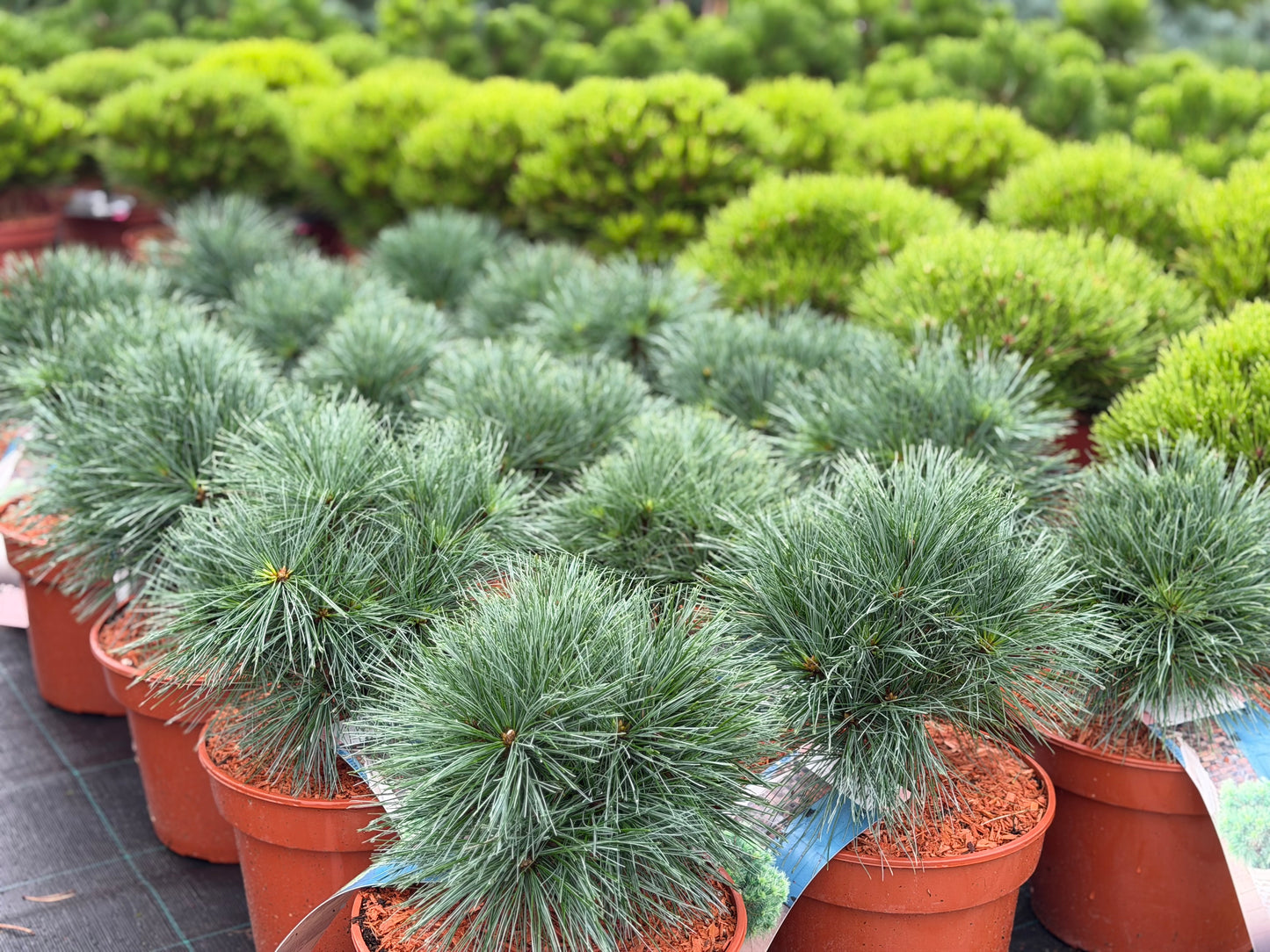 Pušis veimutinė (Pinus strobus) 'Greg'