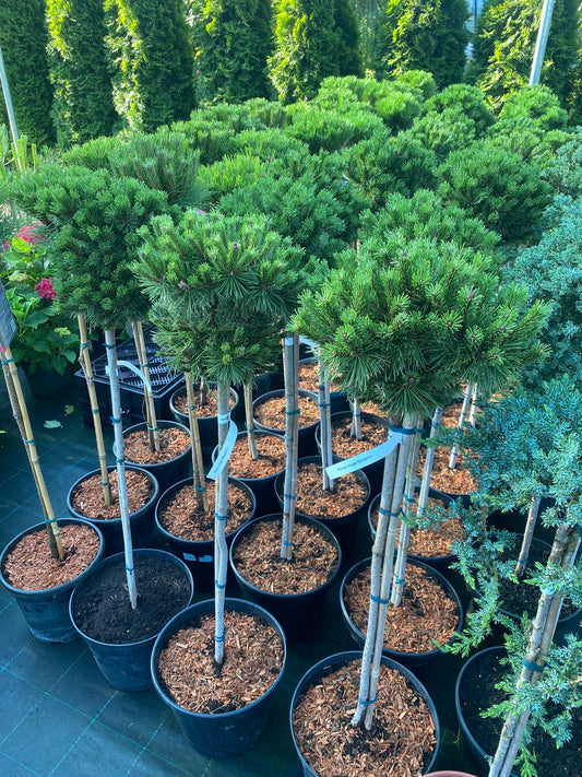 Pušis kalninė (Pinus mugo) 'Benjamin' Pa