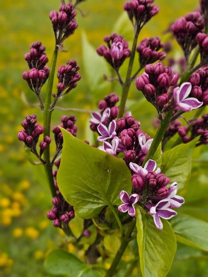 Alyva paprastoji (Syringa vulgaris) 'Sensation'