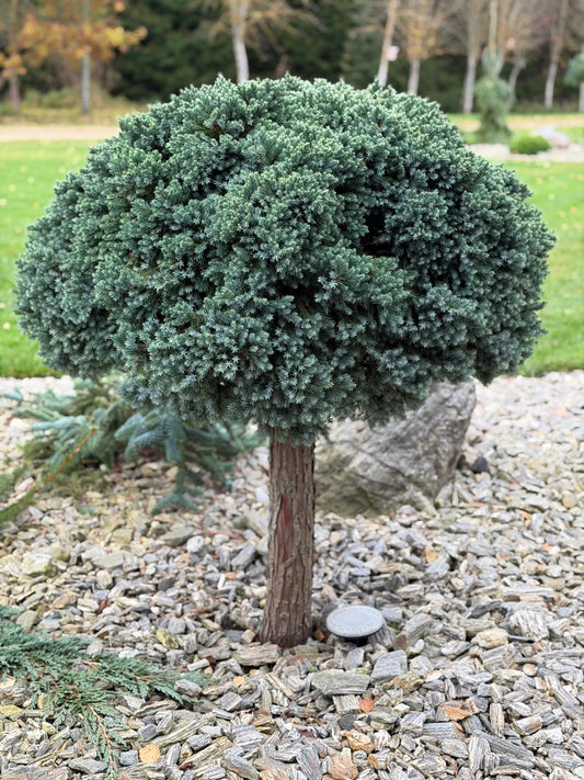 Kadagys žvynuotasis (Juniperus squamata) 'Blue Star' Pa