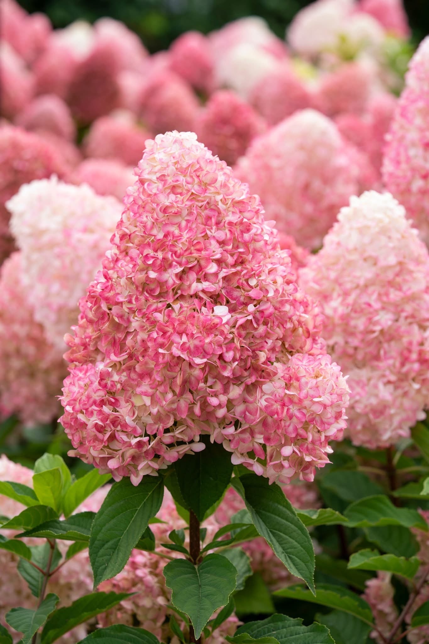 Hortenzija šluotelinė (Hydrangea paniculata) Living 'Pink & Rose'