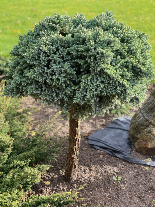 Kadagys žvynuotasis (Juniperus squamata) 'Blue Star' Pa