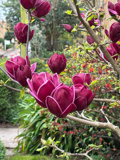 Magnolija sulanžo (Magnolia soulangeana) 'Genie'
