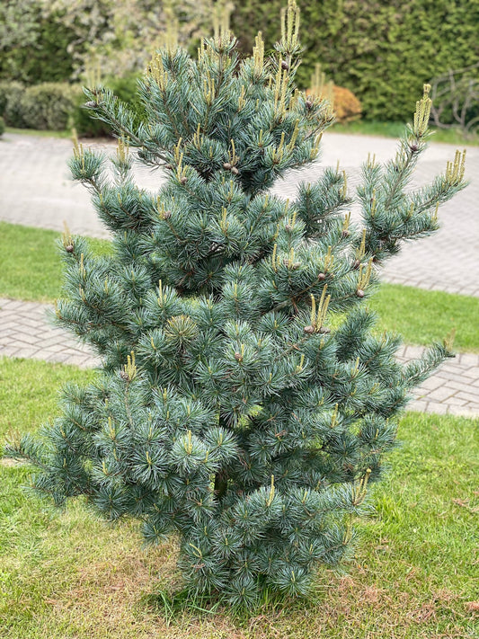 Pušis smulkiažiedė (Pinus parviflora) 'Negishi'