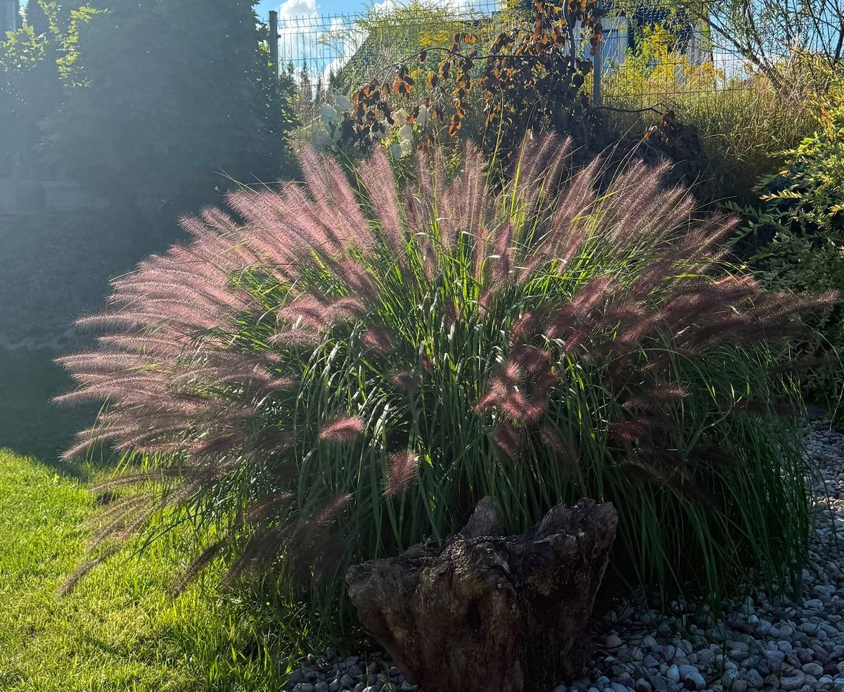 Soruolė pašiaušėlinė (Pennisetum alopecuroides) 'Black Beauty'