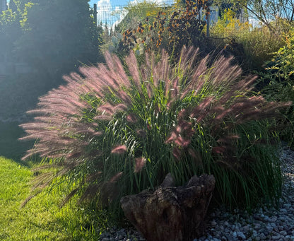 Soruolė pašiaušėlinė (Pennisetum alopecuroides) 'Black Beauty'