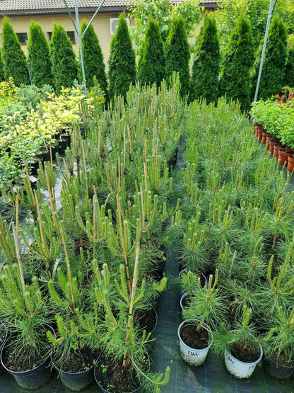 Pušis juodoji (Pinus nigra) 'Nigra'