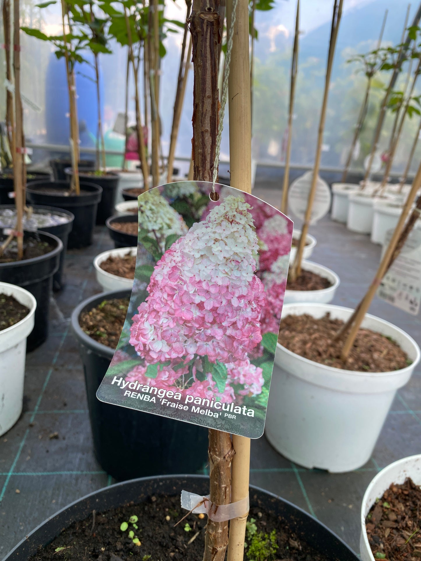 Hortenzija šluotelinė (Hydrangea paniculata) 'Fraise Melba'