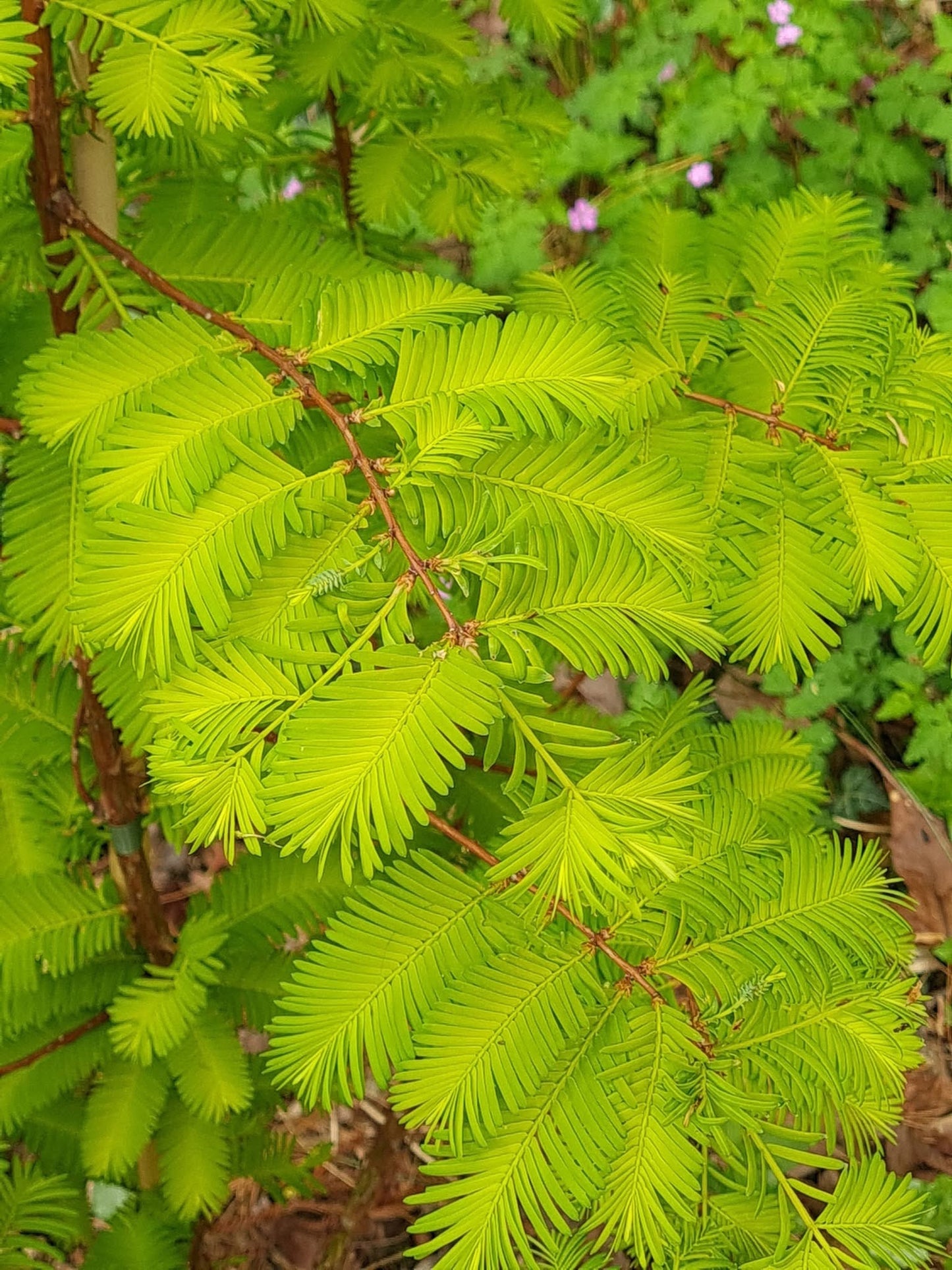 Metasekvoja tikroji (Metasequoia glyptostroboides) 'Goldrush'