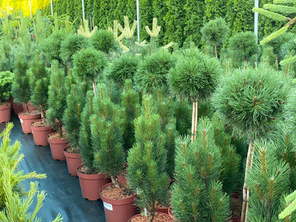 Pušis kalninė (Pinus mugo) 'Varella' Pa