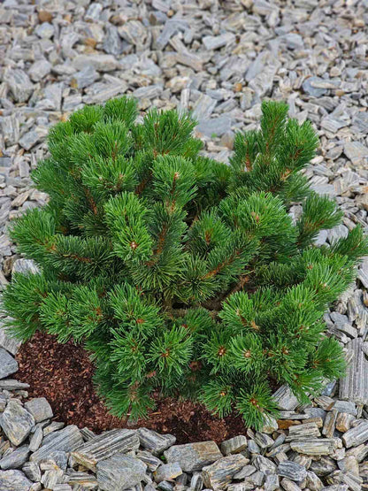 Pušis kalninė (Pinus mugo) 'Jacobsen'
