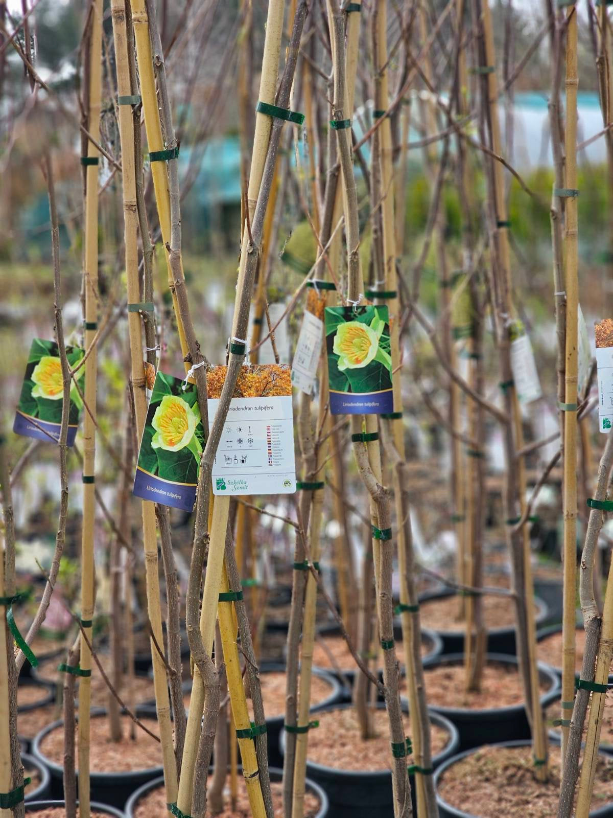 Tulpmedis gelsvažiedis (Liriodendron tulipifera)