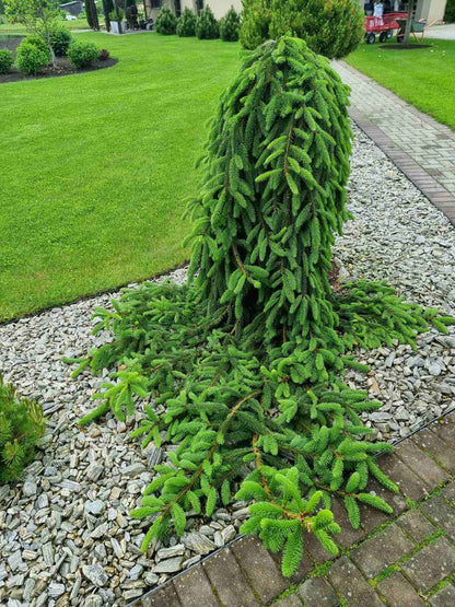 Eglė paprastoji (Picea abies) 'Inversa'
