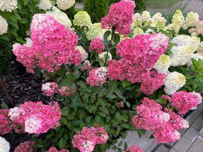 Hortenzija šluotelinė (Hydrangea paniculata) Framboisine 'Rensam' (SAMARSKAYA LIDIJA)