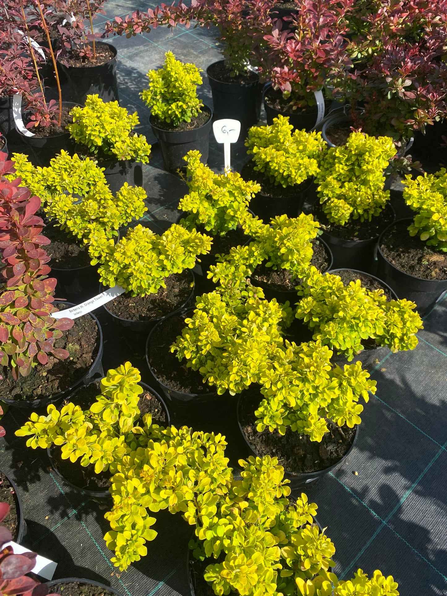 Raugerškis tunbergo (Berberis thunbergii) 'Golden Zwerg'
