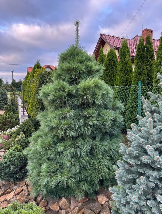 Pušis šverino (Pinus x schwerinii) 'Wiethorst'