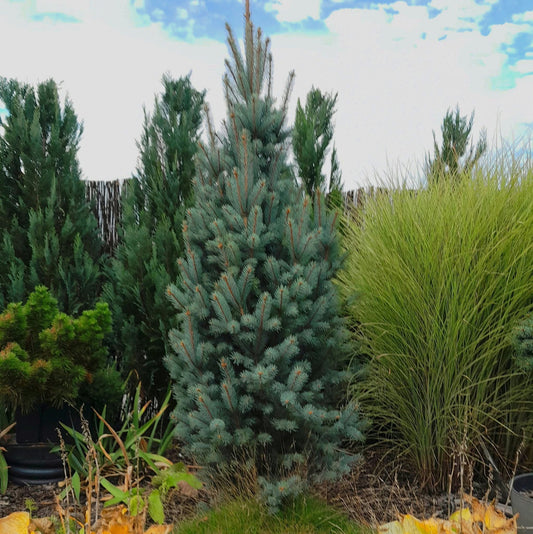 Eglė dygioji (Picea pungens) 'Iseli Fastigiate'