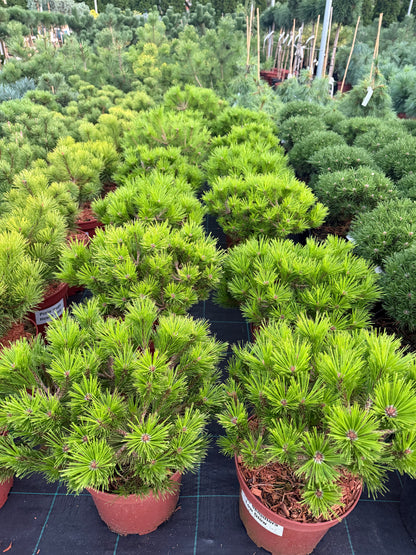 Pušis gausiažiedė (Pinus densiflora) 'Low Glow'