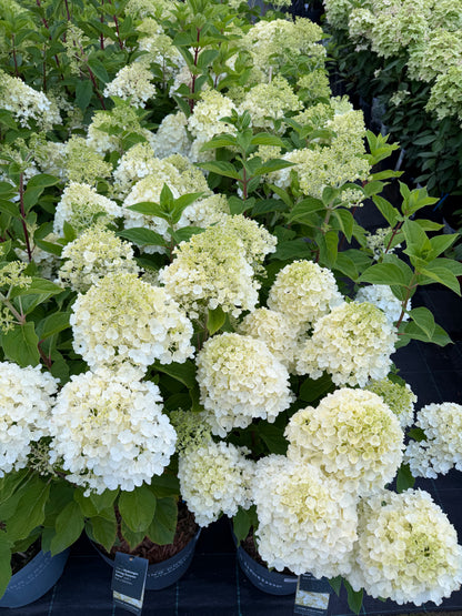 Hortenzija šluotelinė (Hydrangea paniculata) Living 'Summer Snow'