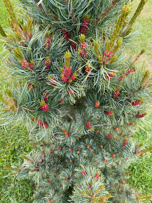 Pušis smulkiažiedė (Pinus parviflora) 'Bonnie Bergman's'
