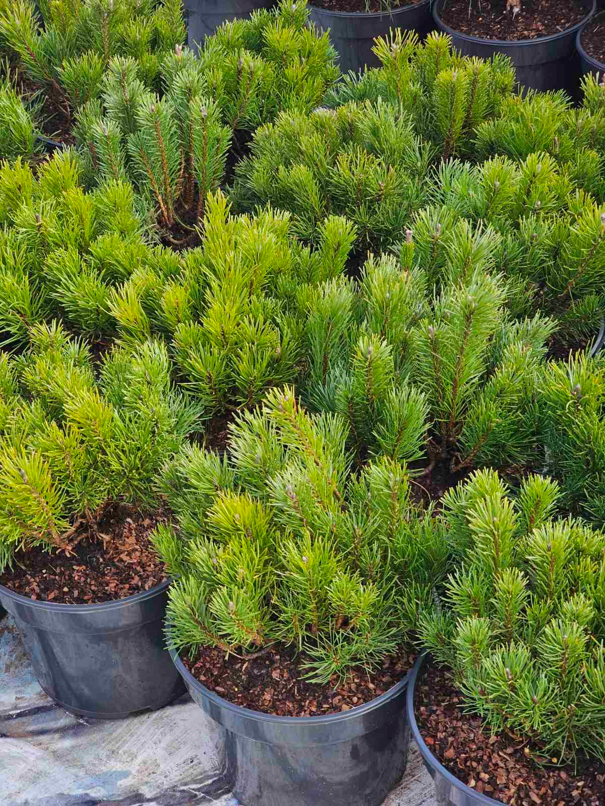 Pušis kalninė (Pinus mugo) 'Pumilio' – Gitanos medeliai