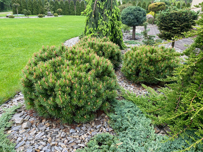 Pušis kalninė (Pinus mugo) 'Benjamin'