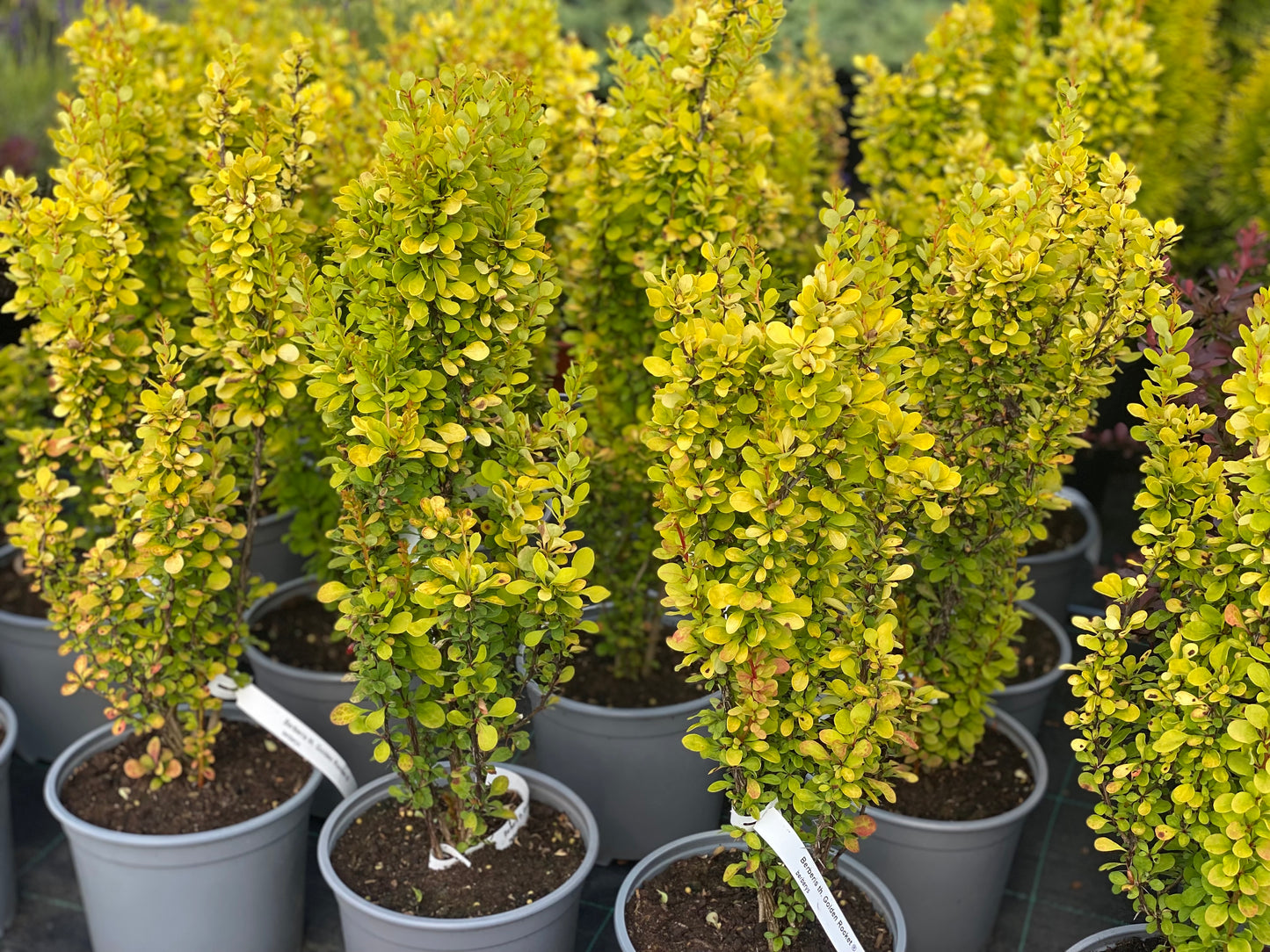 Raugerškis tunbergo (Berberis thunbergii) 'Golden Rocket'