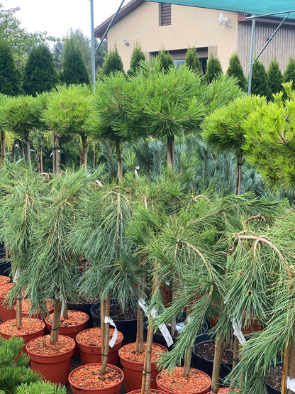 Pušis gausiažiedė (Pinus densiflora) 'Pendula' Pa