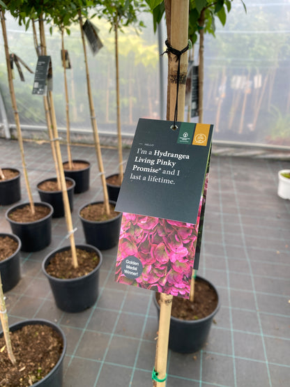 Stiebinė hortenzija šluotelinė (Hydrangea paniculata) Living 'Pinky Promise' Pa