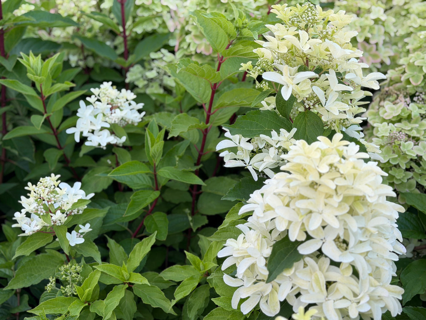 Hortenzija šluotelinė (Hydrangea paniculata) 'Star Rose'